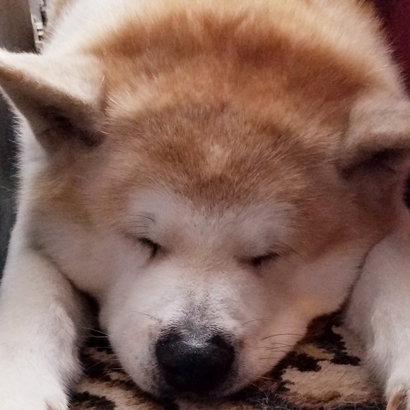 Hello! 🦊🐶 - Picture 6 of 7